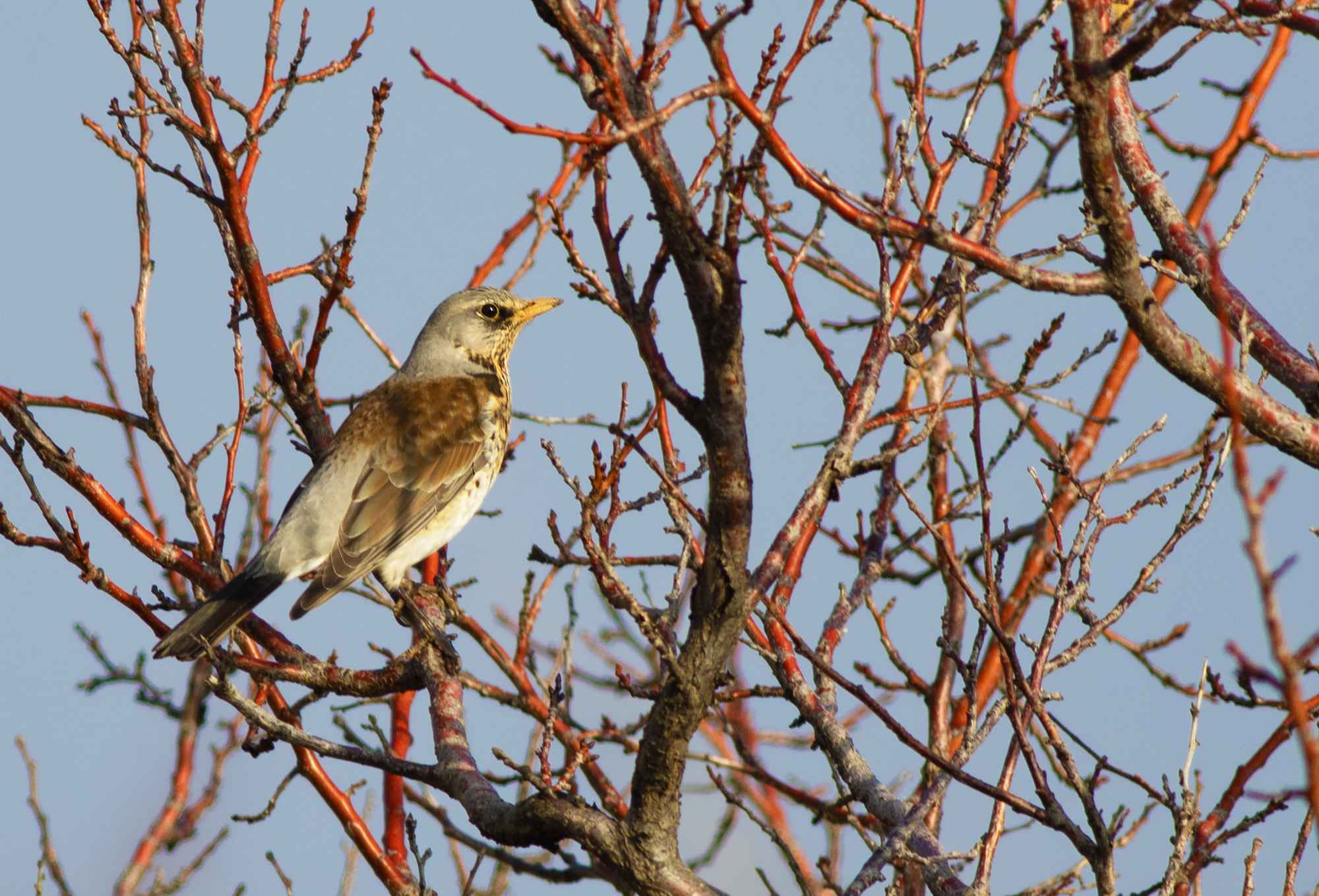 Fieldfare